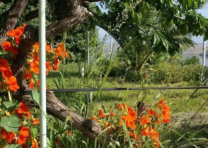 Family Friendly Seaside Vlasici, Pag - 4319 דירה Vlašići